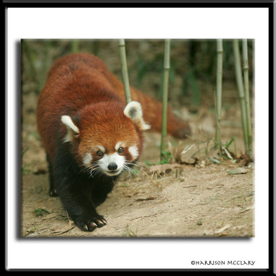 mcclary-zoo012.jpg