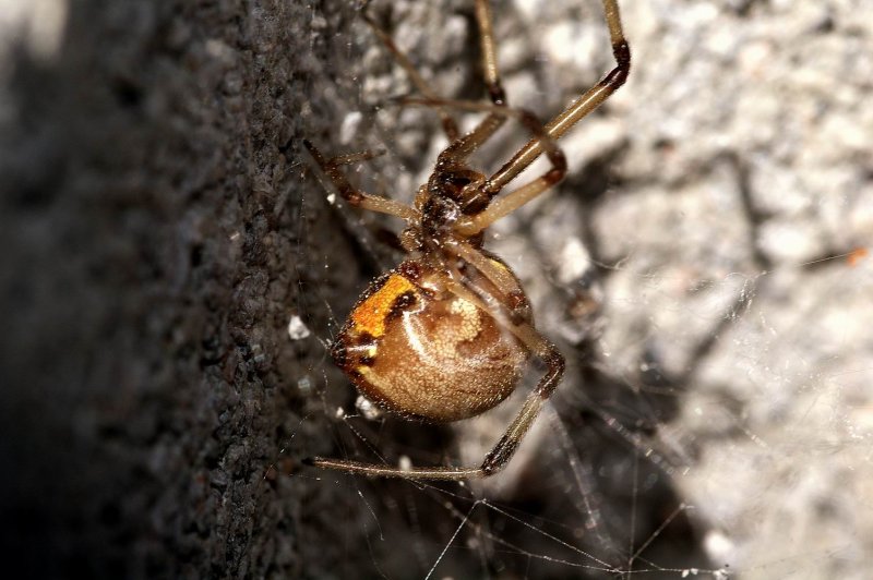 Brown Widow (Latrodectus geometricus)