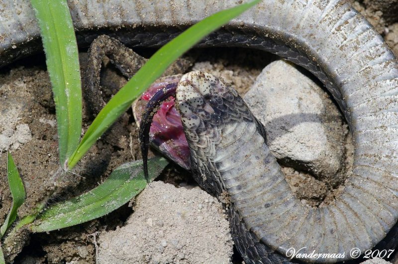Eastern Hognose Snake (Heterodon Platyrhinos)