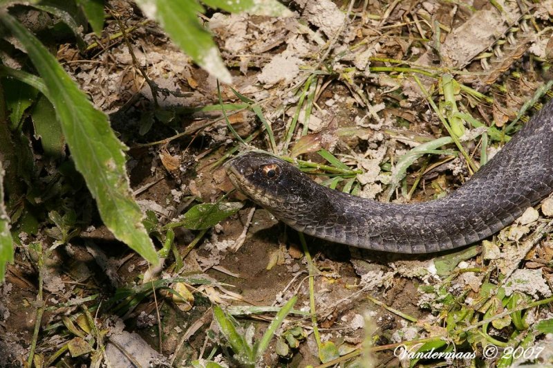 Eastern Hognose Snake (Heterodon Platyrhinos)