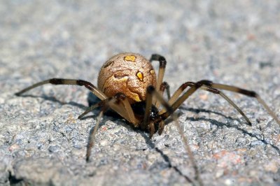 Brown Widow (Latrodectus geometricus)