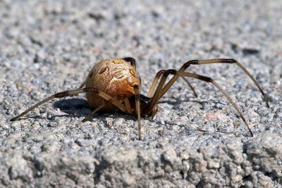 Brown Widow (Latrodectus geometricus)