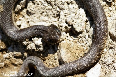 Eastern Hognose Snake (Heterodon Platyrhinos)