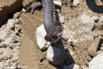 Eastern Hognose Snake (Heterodon Platyrhinos)