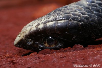 Eastern Hognose Snake (Heterodon Platyrhinos)