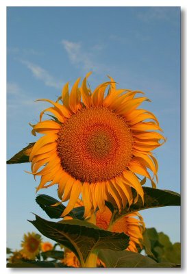 Sunflowers 2007