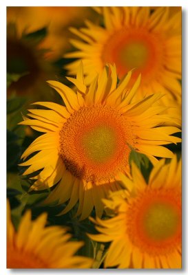 Sunflowers 2007