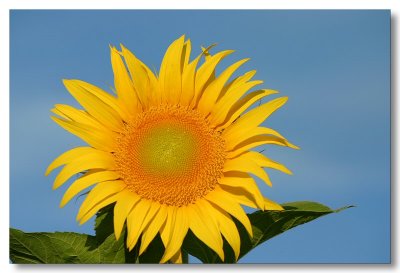 Sunflowers 2007