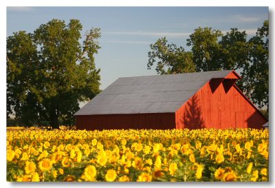 Sunflowers 2007