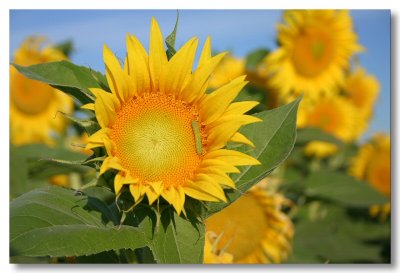 Sunflowers 2007