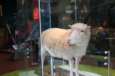 Dolly the Sheep. Edinburgh Royal Museum 44.jpg