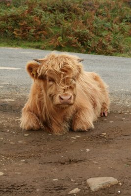 Highland calf