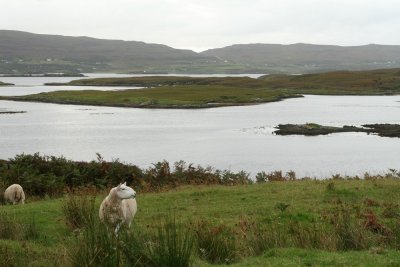 Sheep on alert