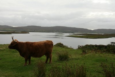 Highland cow, Isle of Skye