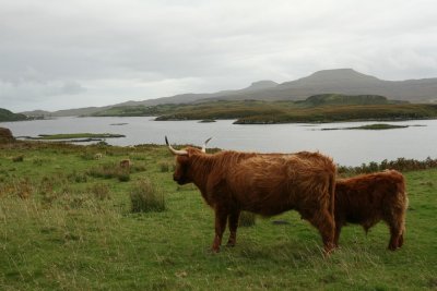 Highland cows