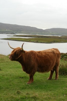 Highland cow, Isle of Skye