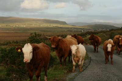 Cattle encounter, Isle of Skye