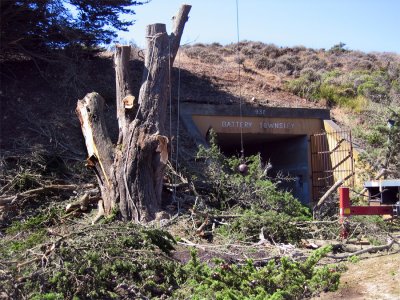 Exotic tree removal, 2007