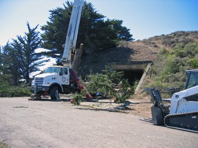 Tree-removal-1.jpg