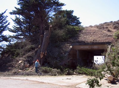 Tree-removal-7.jpg