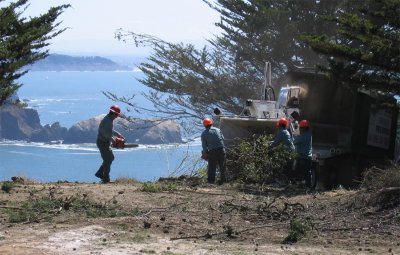 Tree-removal-8.jpg
