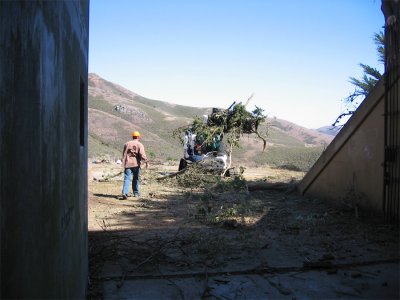 Tree-removal-9.jpg