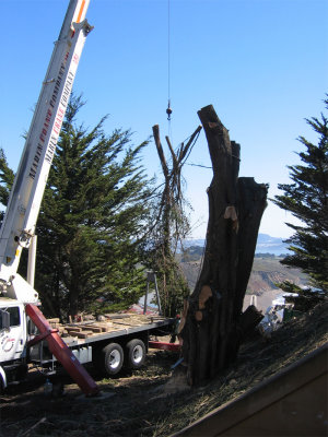 Tree-removal-10.jpg