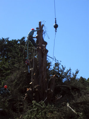 Tree-removal-12.jpg