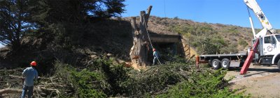 Tree-removal-pano.jpg