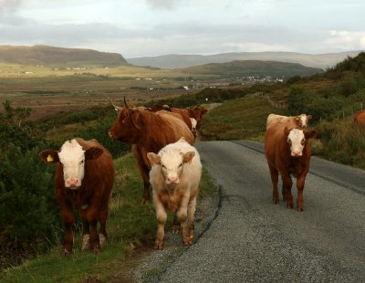 Skye-livestock-28b.jpg