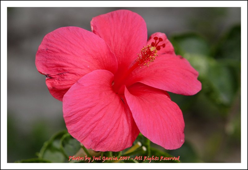 Flower