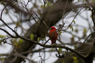 IMG_1076ProcessedWeb.jpg