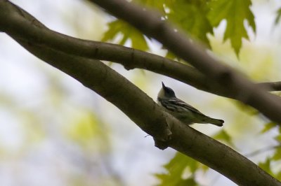 IMG_1097ProcessedWEB.jpg