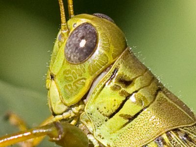 Grasshopper100.jpg