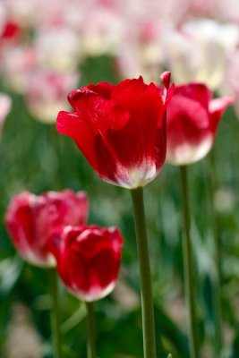 _MG_5843.jpg