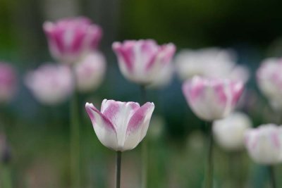 _MG_5066.jpg