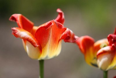 _MG_5076.jpg