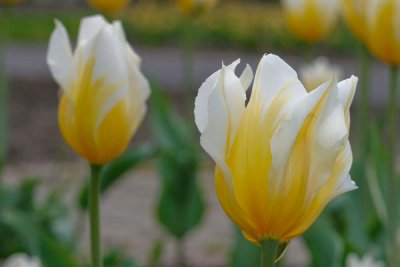 _MG_5002.jpg