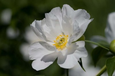 des pivoines