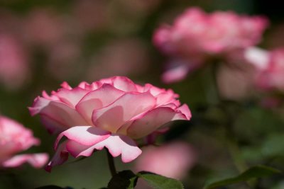 des roses