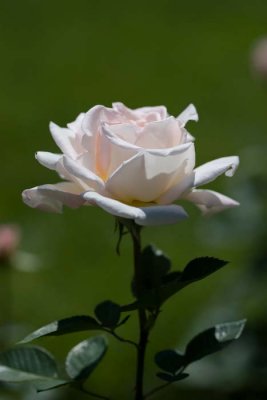 des roses