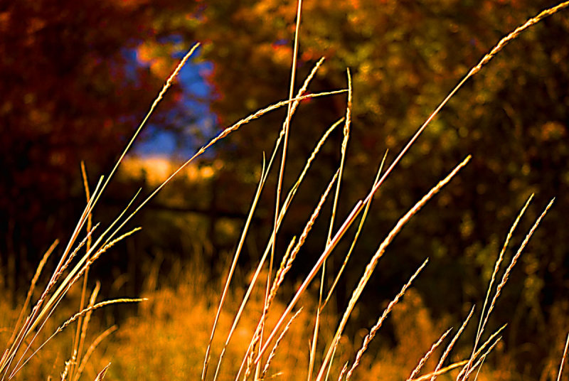 Wild Grasses