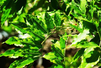 Wysteria Leaf Pattern