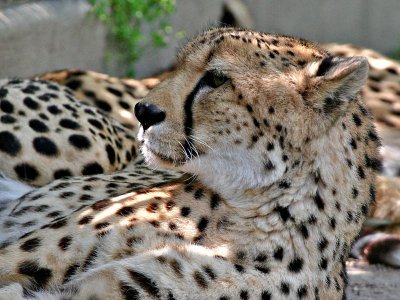 Nice Kitty