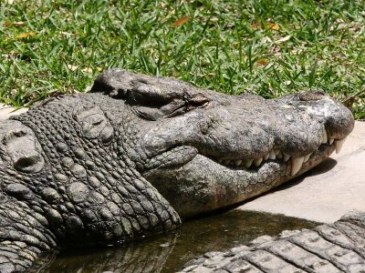 Thats a Crock