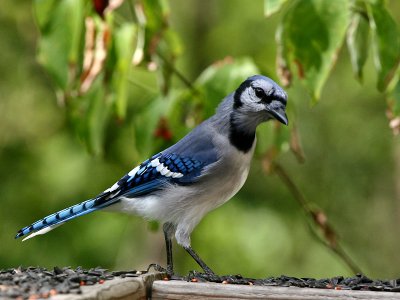 Blue Jay