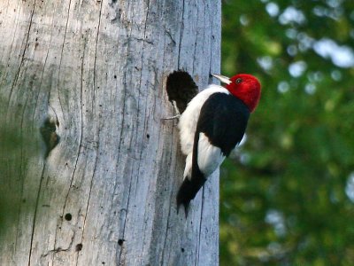 Red-Headed Woodpecker