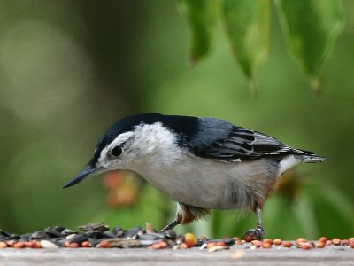 White-Breasted Nuthatch