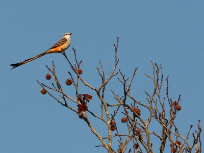 Scissortail Flycatcher