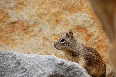 Squirrel at Torrey Pines State Beach